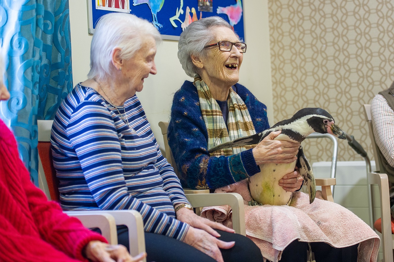 Friendly penguin duo slides into Banbury care home for a flapping good time